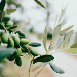 superfoods oliwa z oliwek
