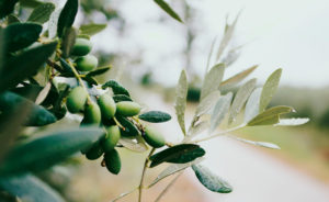 superfoods oliwa z oliwek